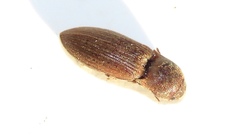 Agriotes mancus