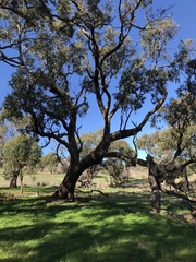 Eucalyptus microcarpa