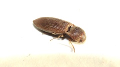 Agriotes mancus