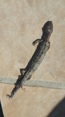 Elgaria multicarinata