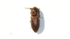 Agriotes mancus