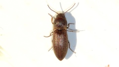 Agriotes mancus