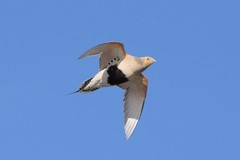 Syrrhaptes paradoxus