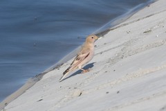 Bucanetes mongolicus