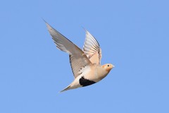 Syrrhaptes paradoxus