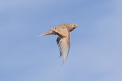 Syrrhaptes paradoxus