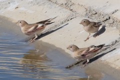 Bucanetes mongolicus