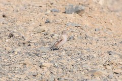 Bucanetes mongolicus