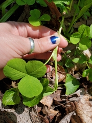 Trifolium stoloniferum
