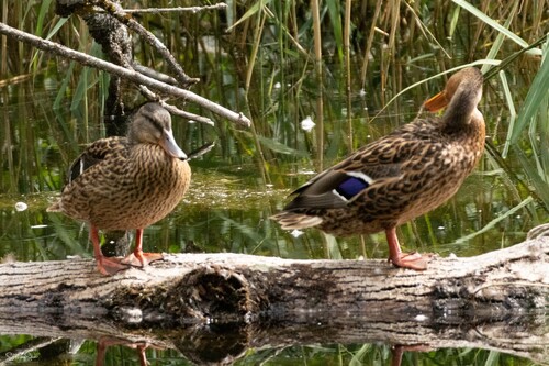 Stockente