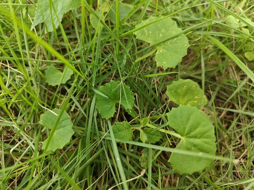 Indian pennywort