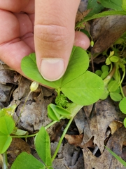 Trifolium stoloniferum