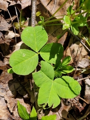 Trifolium stoloniferum