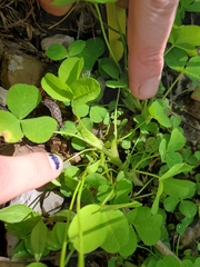 Trifolium stoloniferum