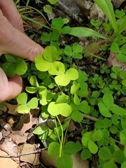 Trifolium stoloniferum