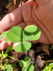 Trifolium stoloniferum
