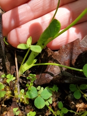 Trifolium stoloniferum