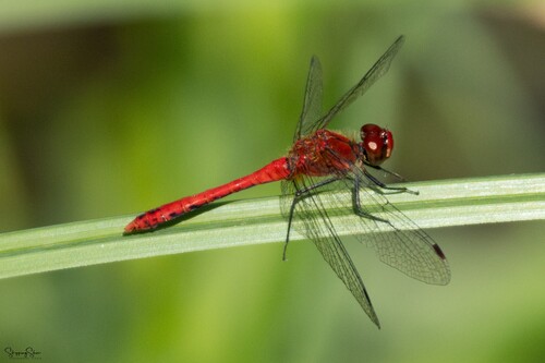 Blutrote Heidelibelle
