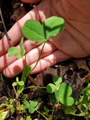 Trifolium stoloniferum