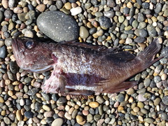 Acanthistius patachonicus