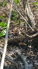 Sylvilagus floridanus