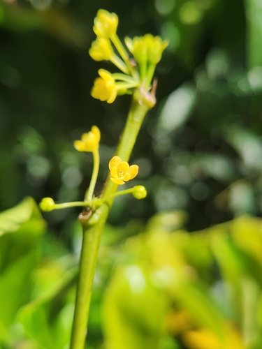 Glochidion harveyanum, 2026-08-05