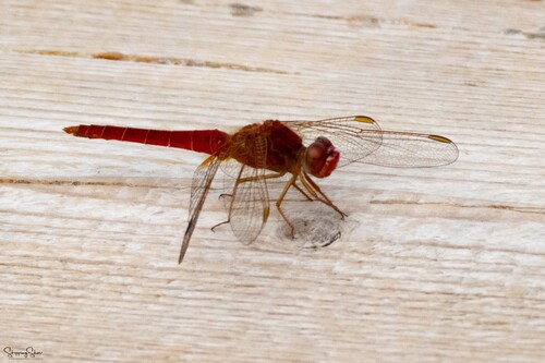 Feuerlibelle