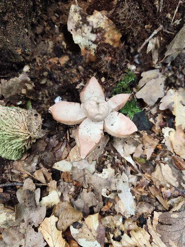 Rosy Earthstar