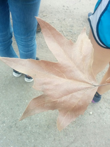 iNaturalist observation photo of western sycamore
