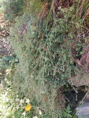 Saxifraga aspera