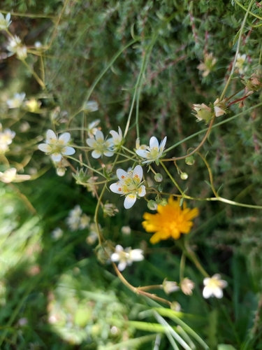 Saxifraga aspera, photograph 2