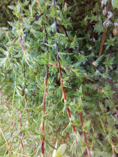 Saxifraga aspera, photograph 3