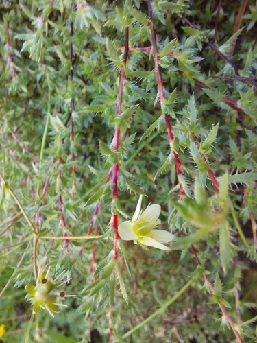 Saxifraga aspera, photograph 4