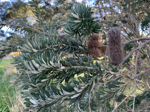 Silver Banksia