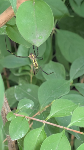 Joro spider