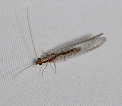 Eremochrysa punctinervis