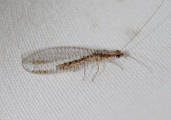 Eremochrysa punctinervis