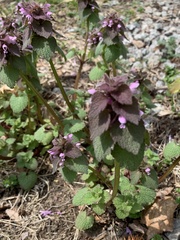 Lamium purpureum