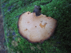 Polyporus nigrocristatus