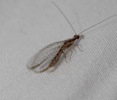 Eremochrysa punctinervis