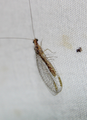 Eremochrysa punctinervis