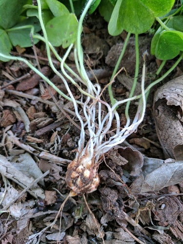 Oxalis debilis