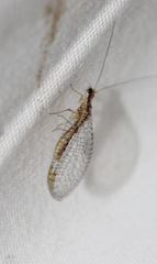 Eremochrysa punctinervis