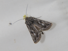 Ulolonche orbiculata