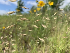 Bouteloua repens