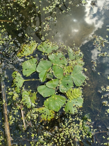 Water caltrop