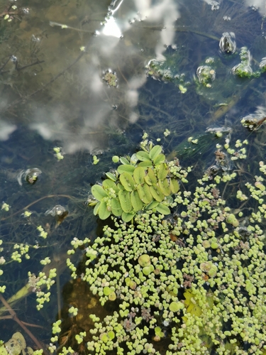 floating fern