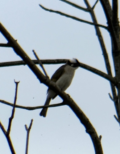 Light-vented Bulbul