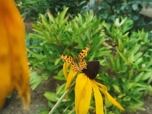 European Comma