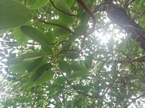 iNaturalist observation photo of Pacific madrone